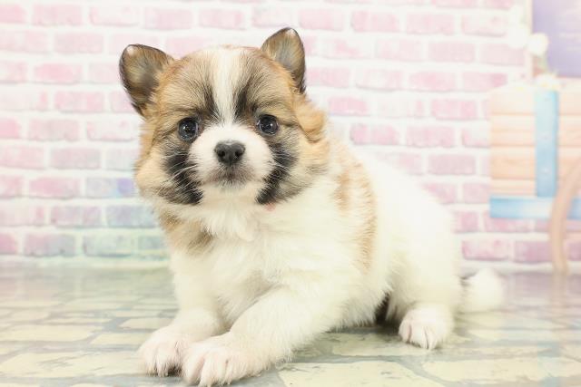 茨城県のポメチワ/チワポメ/ポメチー(ポメラニアン×チワワ) (Coo&RIKU石岡店/2025年12月30日生まれ/女の子/パーティーカラー)の子犬の2枚目の画像