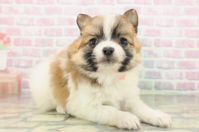 茨城県のポメチワ/チワポメ/ポメチー(ポメラニアン×チワワ) (Coo&RIKU石岡店/2025年12月30日生まれ/女の子/パーティーカラー)の子犬の3枚目の画像