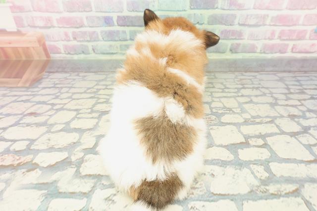 茨城県のポメチワ/チワポメ/ポメチー(ポメラニアン×チワワ) (Coo&RIKU石岡店/2025年12月30日生まれ/女の子/パーティーカラー)の子犬の4枚目の画像