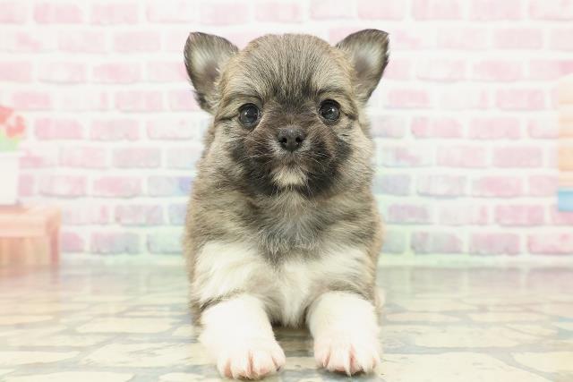 茨城県のポメチワ/チワポメ/ポメチー(ポメラニアン×チワワ) (Coo&RIKU日立店/2025年12月30日生まれ/女の子/フォーンホワイト)の子犬