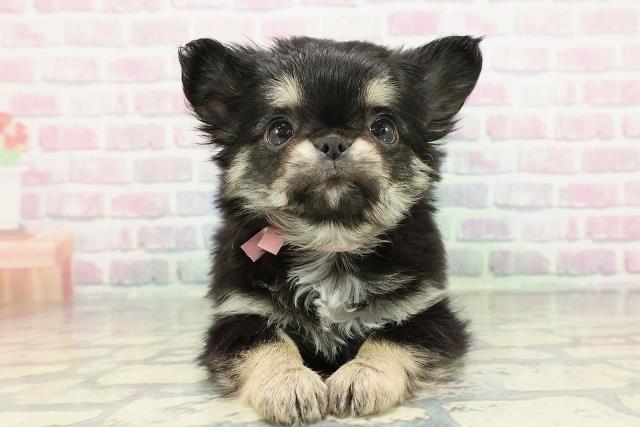 栃木県のチワワ(ロング) (Coo&RIKUFKDインターパーク店/2025年12月30日生まれ/女の子/ブラックタンホワイト)の子犬の1枚目の画像