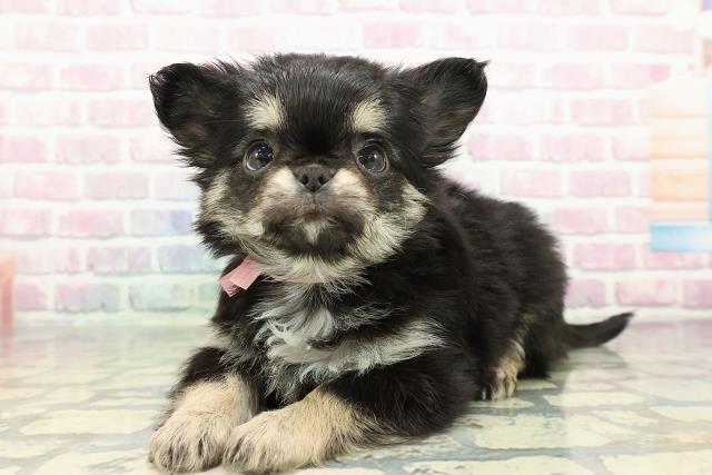 栃木県のチワワ(ロング) (Coo&RIKUFKDインターパーク店/2025年12月30日生まれ/女の子/ブラックタンホワイト)の子犬の2枚目の画像