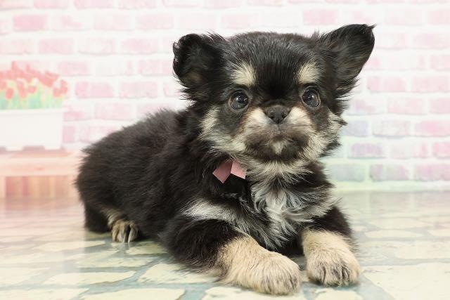 栃木県のチワワ(ロング) (Coo&RIKUFKDインターパーク店/2025年12月30日生まれ/女の子/ブラックタンホワイト)の子犬の3枚目の画像