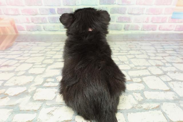 栃木県のチワワ(ロング) (Coo&RIKUFKDインターパーク店/2025年12月30日生まれ/女の子/ブラックタンホワイト)の子犬の4枚目の画像