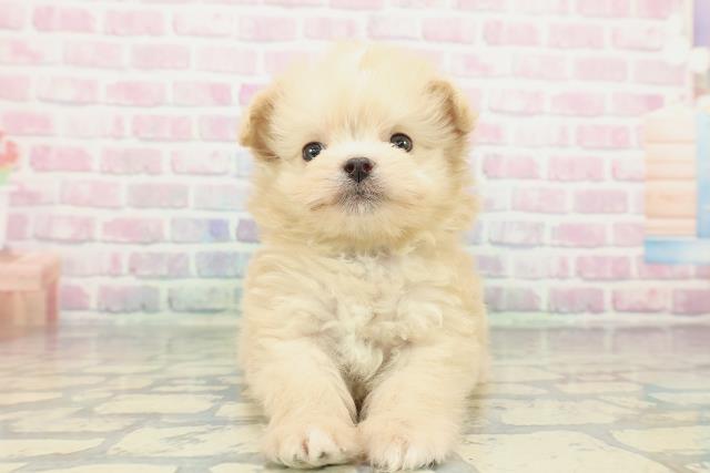 2025年12月23日生まれのチワプー/プーチー(チワワ×プードル)