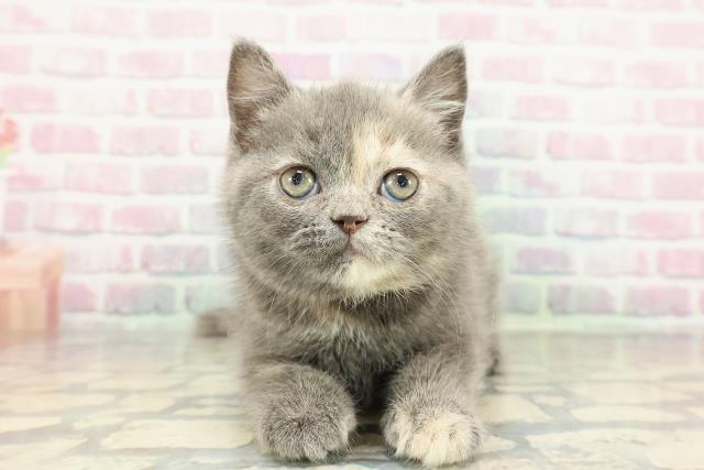 東京都のブリティッシュショートヘアー (Coo&RIKU八王子西店/2025年12月31日生まれ/女の子/ブルークリーム)の子猫