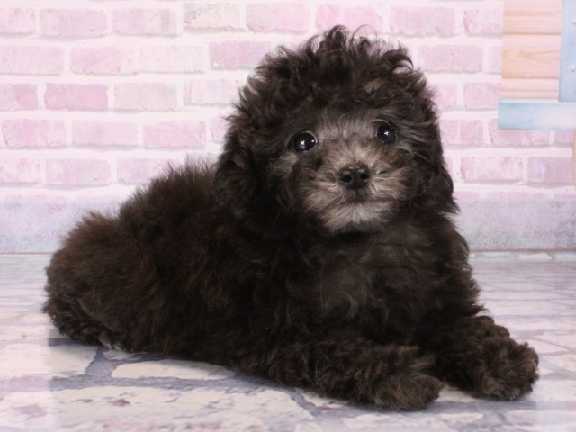 大阪府のトイプードル(トイ) (Coo&RIKU天王寺店/2025年12月28日生まれ/男の子/グレー)の子犬の2枚目の画像