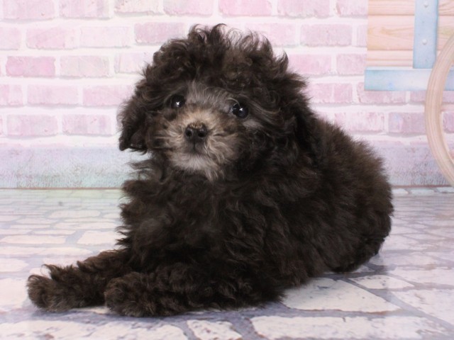 大阪府のトイプードル(トイ) (Coo&RIKU天王寺店/2025年12月28日生まれ/男の子/グレー)の子犬の3枚目の画像