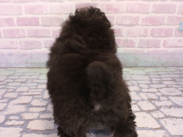 大阪府のトイプードル(トイ) (Coo&RIKU天王寺店/2025年12月28日生まれ/男の子/グレー)の子犬の4枚目の画像