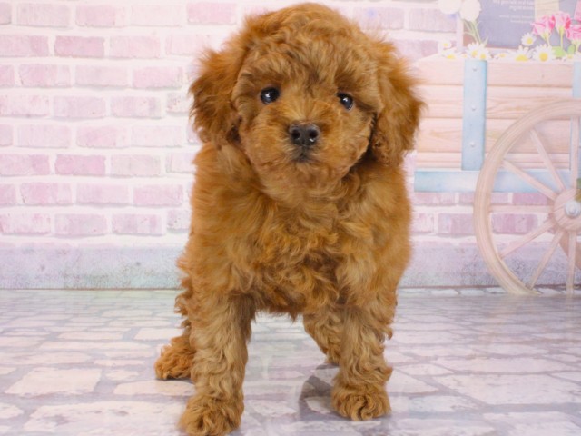 兵庫県のトイプードル(トイ) (Coo&RIKU丹波店/2026年1月1日生まれ/女の子/レッドフォーン)の子犬の1枚目の画像