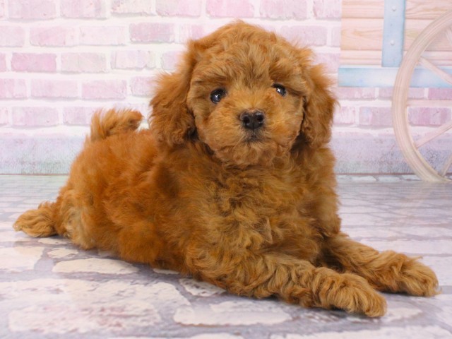 兵庫県のトイプードル(トイ) (Coo&RIKU丹波店/2026年1月1日生まれ/女の子/レッドフォーン)の子犬の2枚目の画像