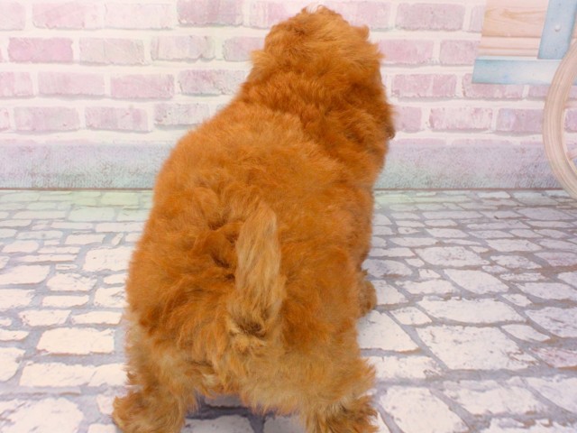 兵庫県のトイプードル(トイ) (Coo&RIKU丹波店/2026年1月1日生まれ/女の子/レッドフォーン)の子犬の4枚目の画像