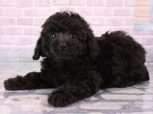 大阪府のトイプードル(トイ) (Coo&RIKU高槻店/2025年12月31日生まれ/男の子/グレー)の子犬の3枚目の画像