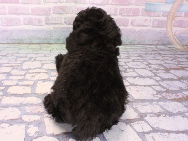 大阪府のトイプードル(トイ) (Coo&RIKU高槻店/2025年12月31日生まれ/男の子/グレー)の子犬の4枚目の画像