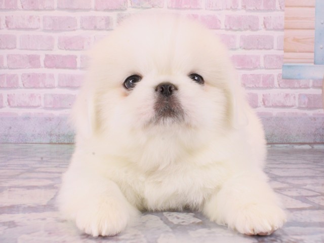大阪府のペキニーズ (Coo&RIKU茶屋町店/2025年12月31日生まれ/男の子/ホワイト)の子犬の1枚目の画像