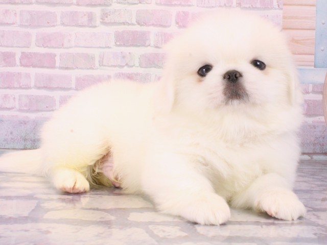 大阪府のペキニーズ (Coo&RIKU茶屋町店/2025年12月31日生まれ/男の子/ホワイト)の子犬の2枚目の画像