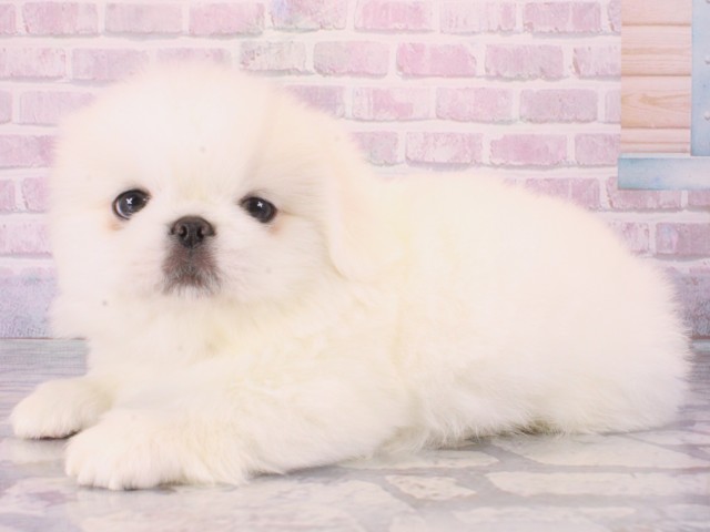 大阪府のペキニーズ (Coo&RIKU茶屋町店/2025年12月31日生まれ/男の子/ホワイト)の子犬の3枚目の画像