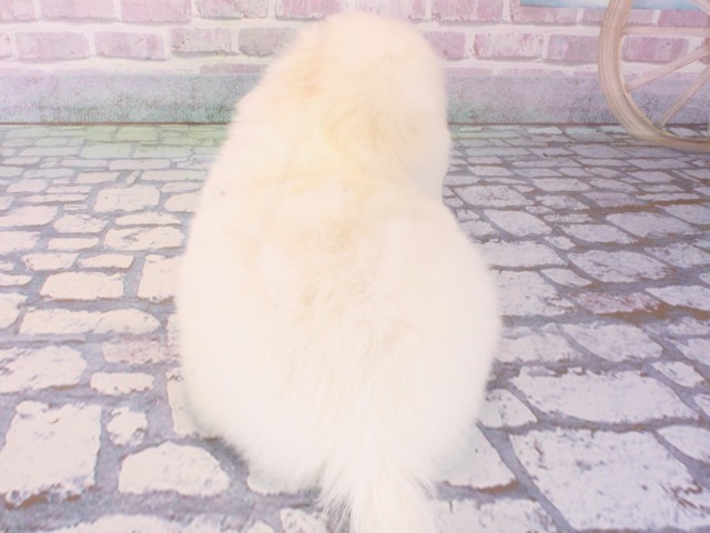 大阪府のペキニーズ (Coo&RIKU茶屋町店/2025年12月31日生まれ/男の子/ホワイト)の子犬の4枚目の画像