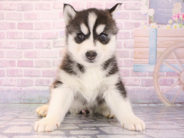滋賀県のシベリアンハスキー (Coo&RIKU滋賀草津店/2025年12月30日生まれ/女の子/ブラックホワイト)の子犬の1枚目の画像