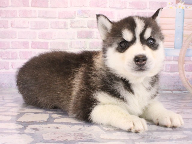滋賀県のシベリアンハスキー (Coo&RIKU滋賀草津店/2025年12月30日生まれ/女の子/ブラックホワイト)の子犬の2枚目の画像