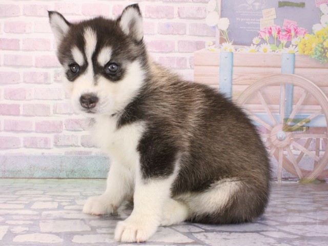 滋賀県のシベリアンハスキー (Coo&RIKU滋賀草津店/2025年12月30日生まれ/女の子/ブラックホワイト)の子犬の3枚目の画像