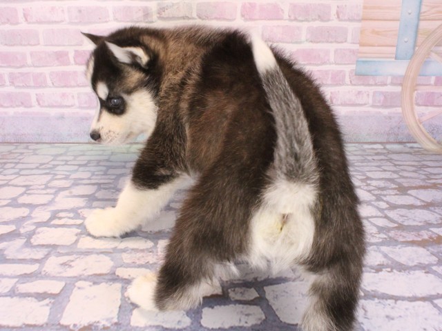 滋賀県のシベリアンハスキー (Coo&RIKU滋賀草津店/2025年12月30日生まれ/女の子/ブラックホワイト)の子犬の4枚目の画像