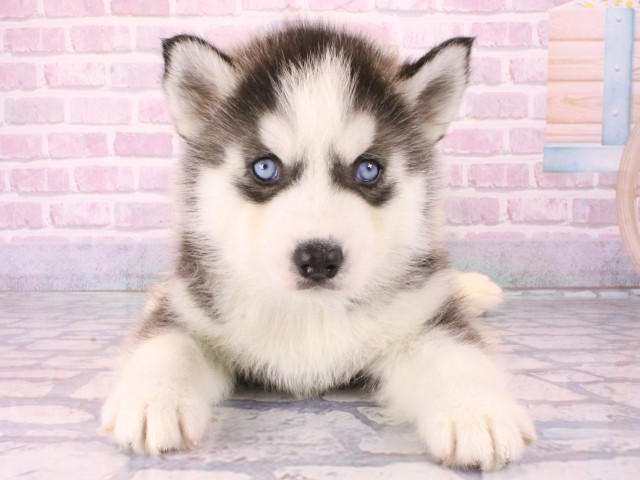 シベリアンハスキー