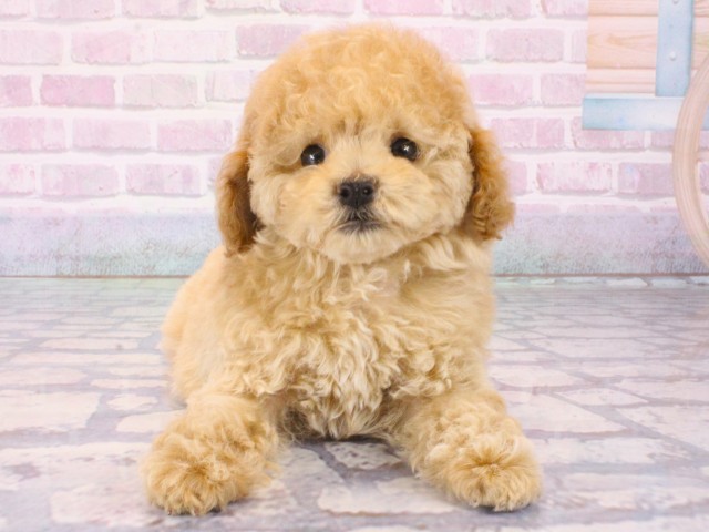 トイ・プードル