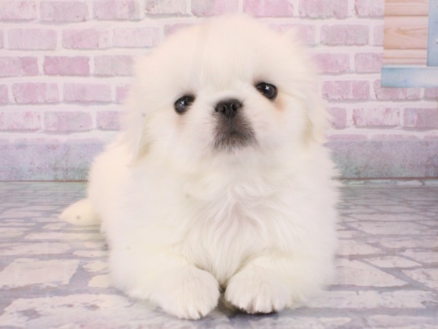 大阪府のペキニーズ (Coo&RIKU天王寺店/2025年12月31日生まれ/男の子/ホワイト)の子犬の1枚目の画像