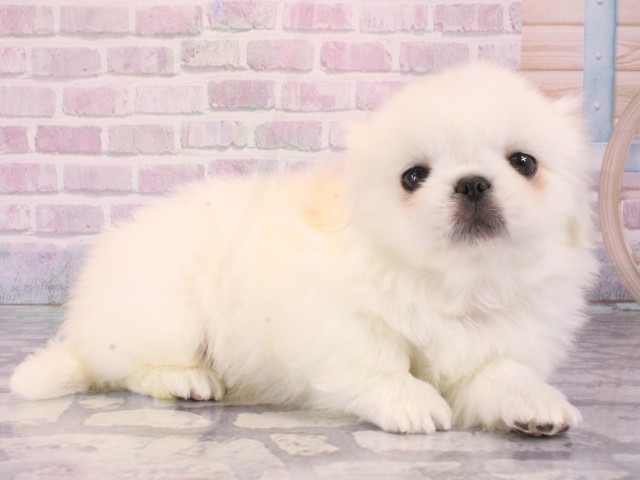 大阪府のペキニーズ (Coo&RIKU天王寺店/2025年12月31日生まれ/男の子/ホワイト)の子犬の2枚目の画像