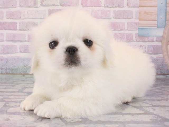 大阪府のペキニーズ (Coo&RIKU天王寺店/2025年12月31日生まれ/男の子/ホワイト)の子犬の3枚目の画像