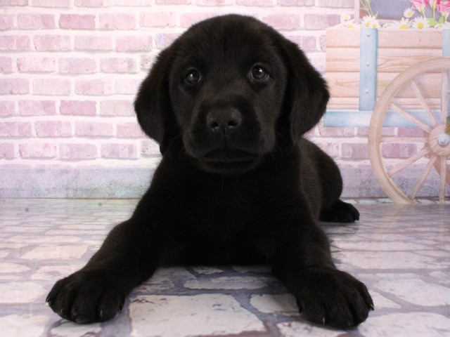 ラブラドール・レトリバー