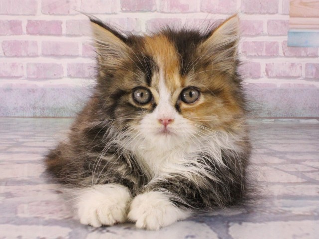 兵庫県のマンチカン (Coo&RIKU明石店/2025年12月30日生まれ/女の子/キャリコ)の子猫の1枚目の画像