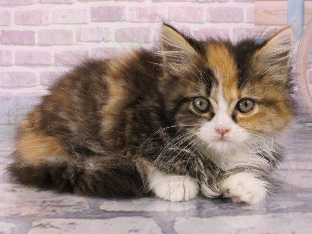 兵庫県のマンチカン (Coo&RIKU明石店/2025年12月30日生まれ/女の子/キャリコ)の子猫の2枚目の画像