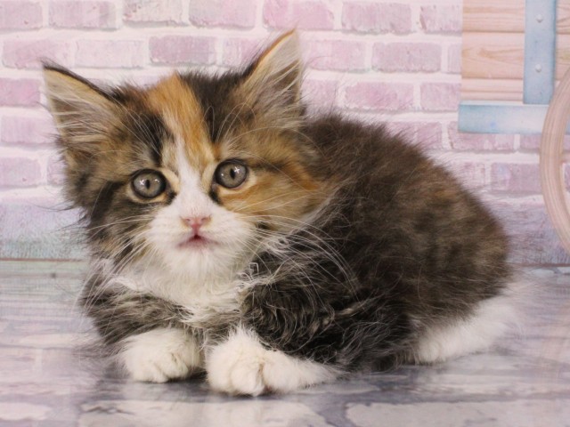 兵庫県のマンチカン (Coo&RIKU明石店/2025年12月30日生まれ/女の子/キャリコ)の子猫の3枚目の画像