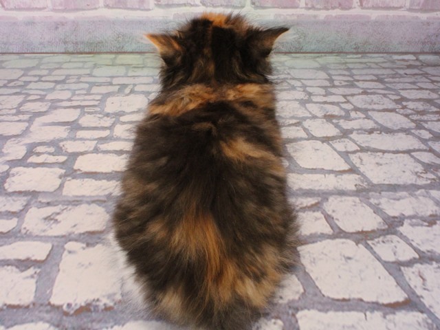 兵庫県のマンチカン (Coo&RIKU明石店/2025年12月30日生まれ/女の子/キャリコ)の子猫の4枚目の画像