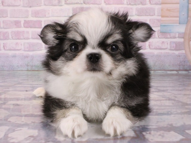 大阪府のチワワ(ロング) (Coo&RIKU梅田店/2025年12月29日生まれ/男の子/ブラックタンホワイト)の子犬の1枚目の画像