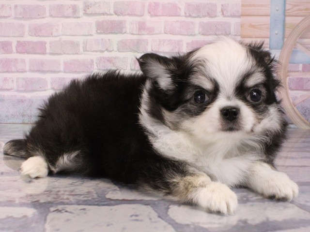 大阪府のチワワ(ロング) (Coo&RIKU梅田店/2025年12月29日生まれ/男の子/ブラックタンホワイト)の子犬の2枚目の画像