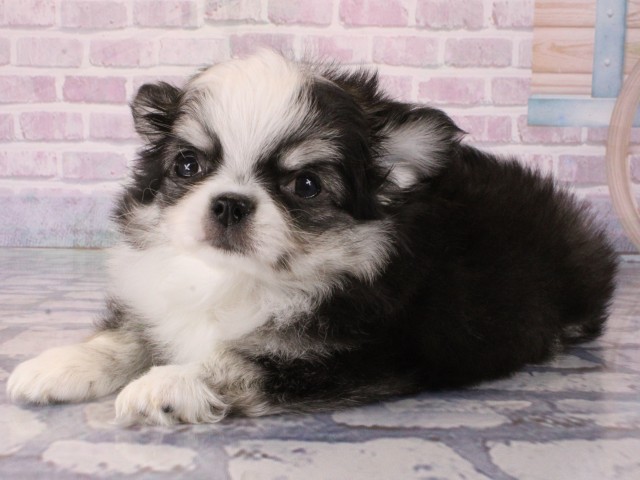 大阪府のチワワ(ロング) (Coo&RIKU梅田店/2025年12月29日生まれ/男の子/ブラックタンホワイト)の子犬の3枚目の画像