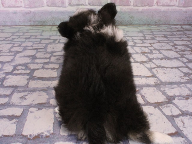 大阪府のチワワ(ロング) (Coo&RIKU梅田店/2025年12月29日生まれ/男の子/ブラックタンホワイト)の子犬の4枚目の画像