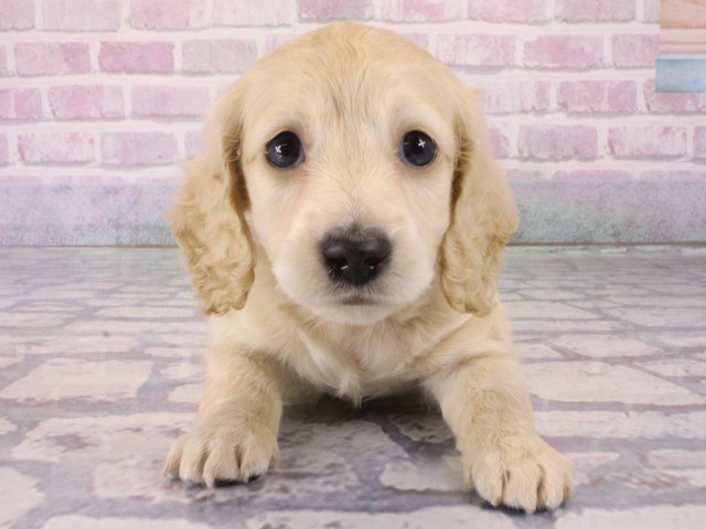 京都府のミニチュアダックスフンド(ロング) (Coo&RIKU京都店/2025年12月30日生まれ/女の子/イエロー)の子犬の1枚目の画像