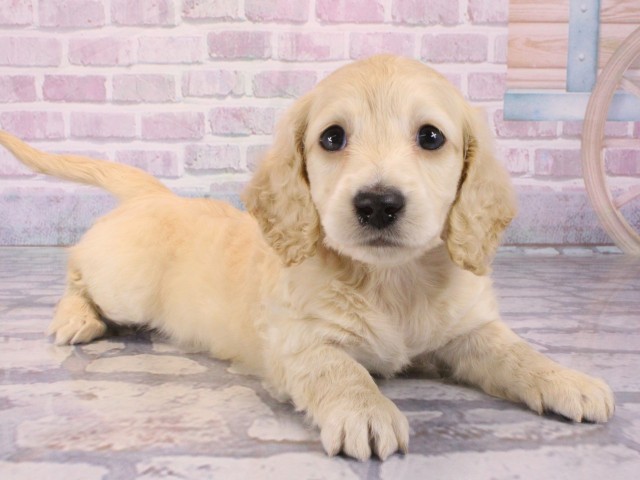 京都府のミニチュアダックスフンド(ロング) (Coo&RIKU京都店/2025年12月30日生まれ/女の子/イエロー)の子犬の2枚目の画像