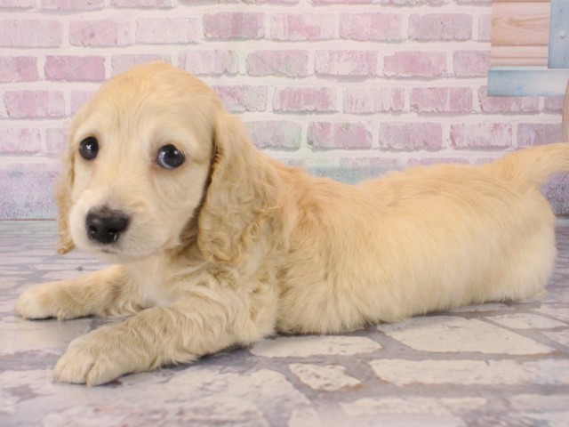 京都府のミニチュアダックスフンド(ロング) (Coo&RIKU京都店/2025年12月30日生まれ/女の子/イエロー)の子犬の3枚目の画像