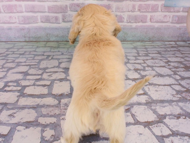 京都府のミニチュアダックスフンド(ロング) (Coo&RIKU京都店/2025年12月30日生まれ/女の子/イエロー)の子犬の4枚目の画像