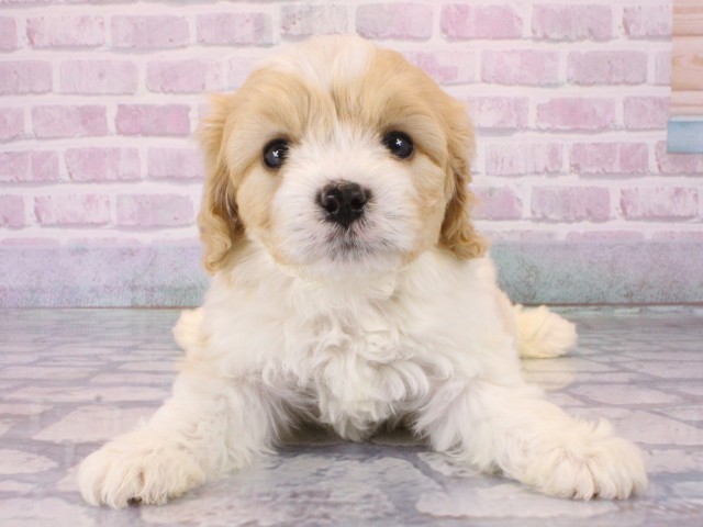 奈良県のハーフ犬・ミックス犬 (Coo&RIKU奈良新庄店/2025年12月29日生まれ/男の子/クリームホワイト)の子犬の1枚目の画像