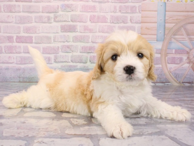 奈良県のハーフ犬・ミックス犬 (Coo&RIKU奈良新庄店/2025年12月29日生まれ/男の子/クリームホワイト)の子犬の2枚目の画像