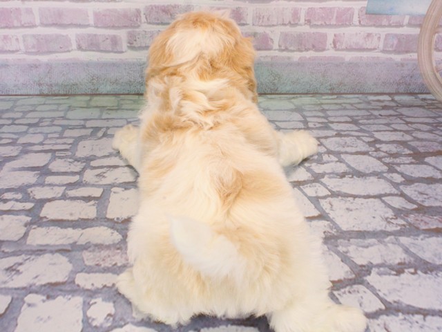 奈良県のハーフ犬・ミックス犬 (Coo&RIKU奈良新庄店/2025年12月29日生まれ/男の子/クリームホワイト)の子犬の4枚目の画像