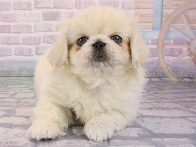 兵庫県のペキニーズ (Coo&RIKU姫路店/2026年1月1日生まれ/男の子/パーティーカラー)の子犬の1枚目の画像