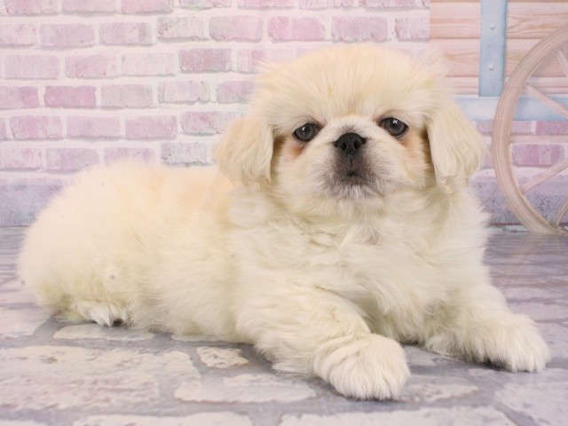 兵庫県のペキニーズ (Coo&RIKU姫路店/2026年1月1日生まれ/男の子/パーティーカラー)の子犬の2枚目の画像