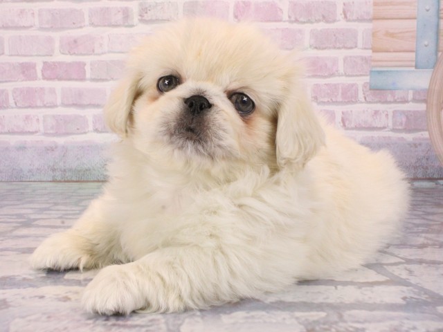 兵庫県のペキニーズ (Coo&RIKU姫路店/2026年1月1日生まれ/男の子/パーティーカラー)の子犬の3枚目の画像